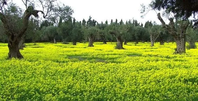 Arriva la stagione delle “susamelle”, la pianta che da bambini ci toglieva la sete