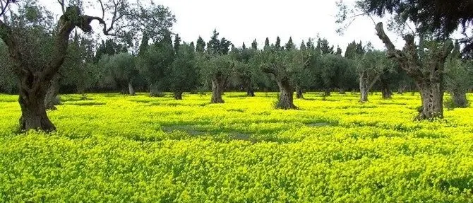 Arriva la stagione delle “susamelle”, la pianta che da bambini ci toglieva la sete