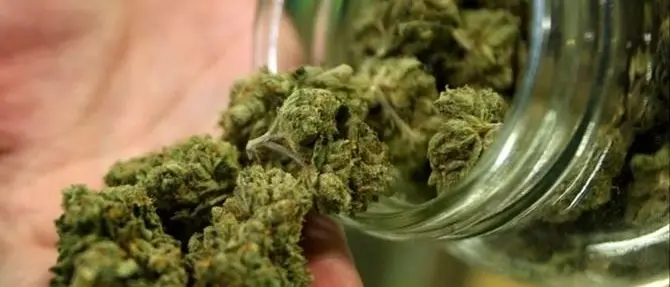 Sorpreso con la marijuana pronta per lo spaccio, arrestato dalla polizia