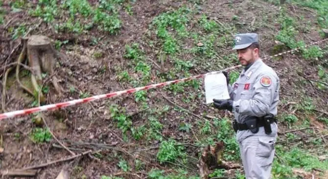 Taglio abusivo, sequestrata area vicina al duomo di Bisignano