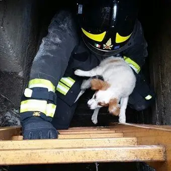 Storia a lieto fine, un cane precipita in un canale di scolo: salvato dai pompieri