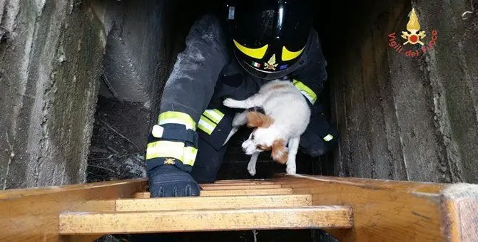 Storia a lieto fine, un cane precipita in un canale di scolo: salvato dai pompieri