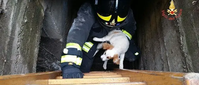 Storia a lieto fine, un cane precipita in un canale di scolo: salvato dai pompieri