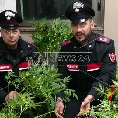 Coltivava piante di marijuana in casa, giovane arrestato a Paola