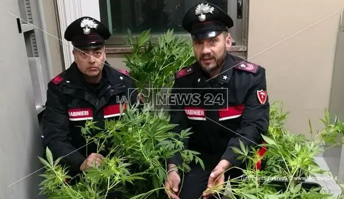 Coltivava piante di marijuana in casa, giovane arrestato a Paola