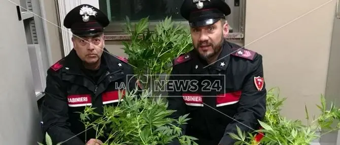 Coltivava piante di marijuana in casa, giovane arrestato a Paola