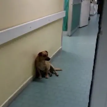 Cucciolo cerca riparo in corsia, ad accudirlo ci pensa il personale dell’ospedale (VIDEO)