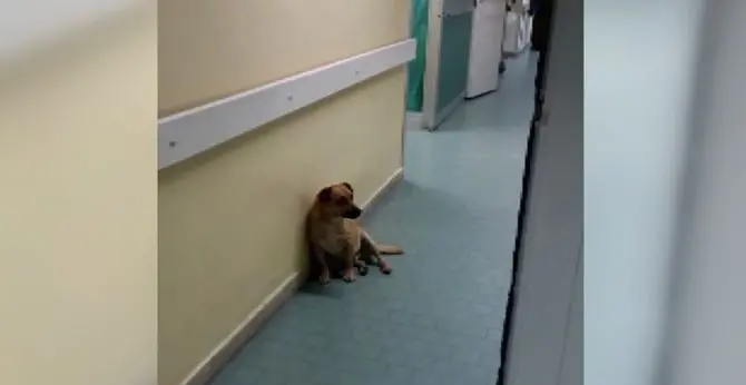 Cucciolo cerca riparo in corsia, ad accudirlo ci pensa il personale dell’ospedale (VIDEO)