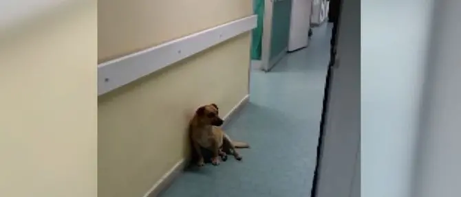 Cucciolo cerca riparo in corsia, ad accudirlo ci pensa il personale dell’ospedale (VIDEO)