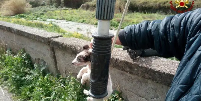 Catanzaro, quattro cuccioli abbandonati in una discarica: salvati