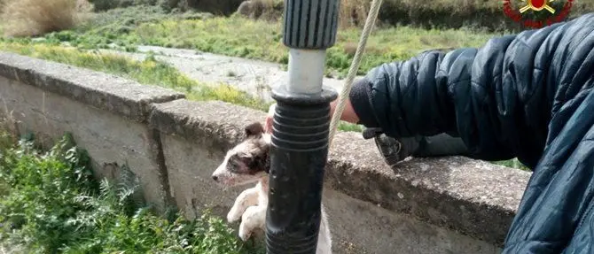 Catanzaro, quattro cuccioli abbandonati in una discarica: salvati