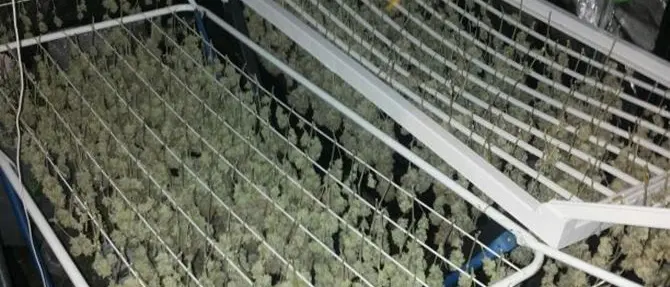 Paola, duplice operazione antidroga di polizia e carabinieri