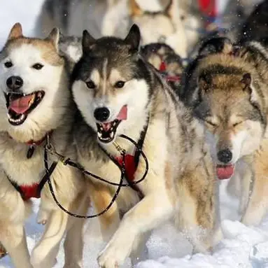 I mitici cani husky protagonisti in Sila