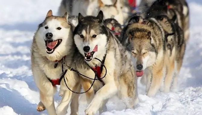 I mitici cani husky protagonisti in Sila