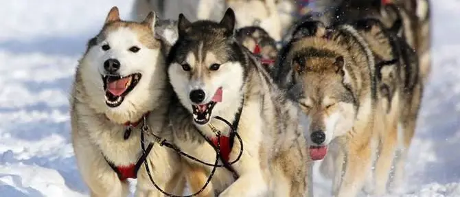 I mitici cani husky protagonisti in Sila