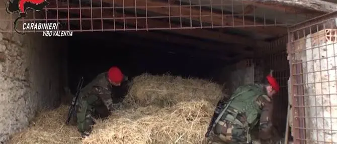 ‘Ndrangheta: operazione nel Vibonese, colpito il clan Soriano. Otto fermi (NOMI-FOTO-VIDEO)