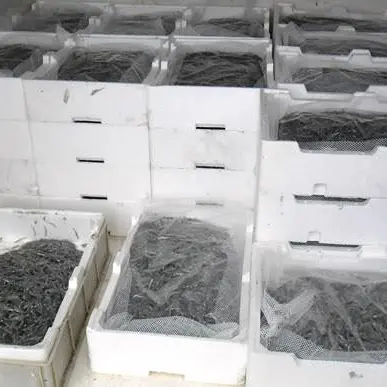 Corigliano, sequestrati 400 chili di novellame
