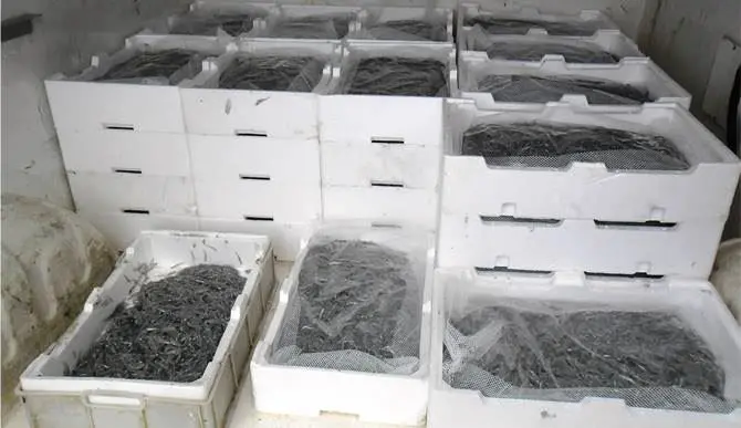 Corigliano, sequestrati 400 chili di novellame