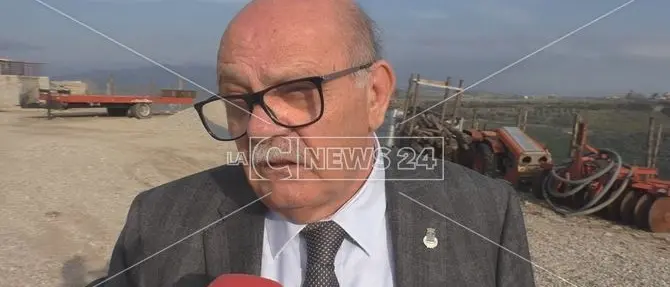 Intimidazione al sindaco di Petilia, tagliati 80 alberi di ulivo: «Vi stanerò» (VIDEO)