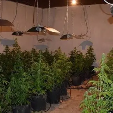 Taurianova, un capannone industriale convertito a piantagione di marijuana