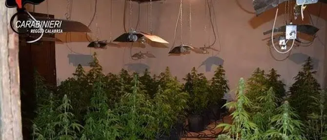 Taurianova, un capannone industriale convertito a piantagione di marijuana