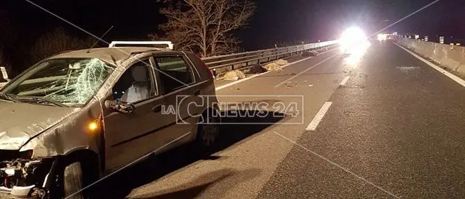 Catanzaro, strage di ovini sulla statale 280: travolte e uccise otto pecore