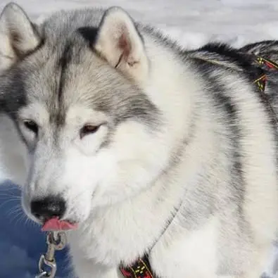 I cani da slitta conquistano la Sila (VIDEO)