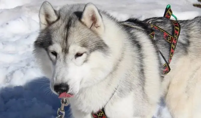 I cani da slitta conquistano la Sila (VIDEO)