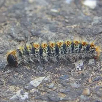 Catanzaro, rischio processionaria: l'appello del Codacons e le precisazioni del Comune