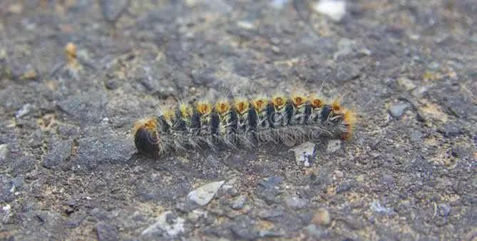 Catanzaro, rischio processionaria: l'appello del Codacons e le precisazioni del Comune