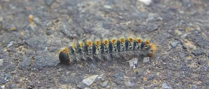 Catanzaro, rischio processionaria: l'appello del Codacons e le precisazioni del Comune