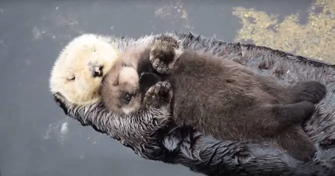 Parco del Pollino, il gran ritorno della lontra