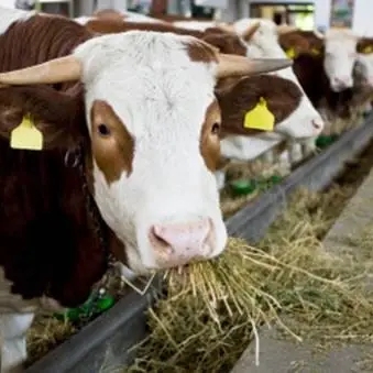 Cinquefrondi, bovini vaganti: denunciata un'allevatrice