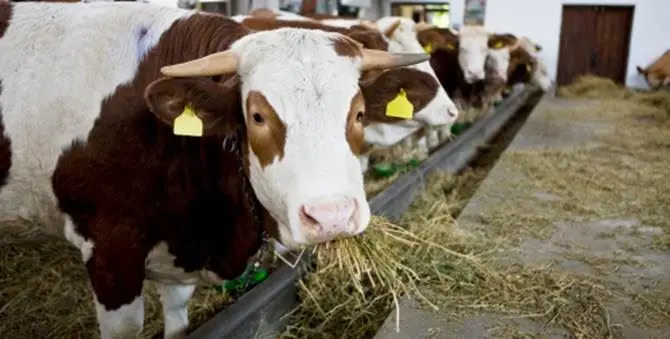 Cinquefrondi, bovini vaganti: denunciata un'allevatrice