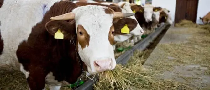 Cinquefrondi, bovini vaganti: denunciata un'allevatrice