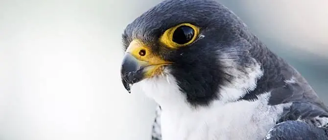 Parco dell’Aspromonte, avviato censimento dei falchi