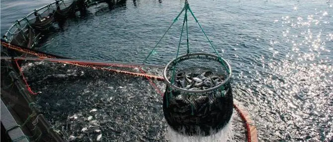 Interventi per 6,5 milioni di euro nel settore della pesca in Calabria