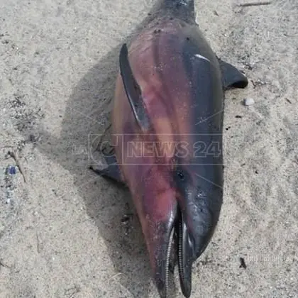 Pizzo, trovato delfino privo di vita sulla spiaggia