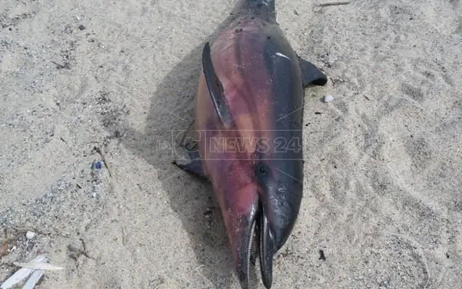 Pizzo, trovato delfino privo di vita sulla spiaggia