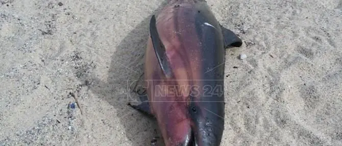 Pizzo, trovato delfino privo di vita sulla spiaggia