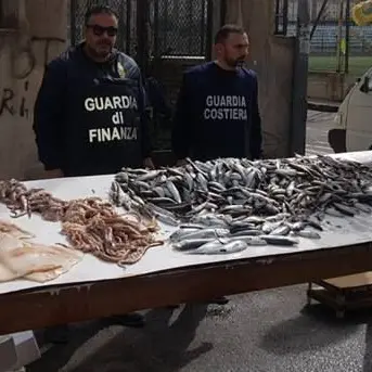 Reggio, in cattivo stato di conservazione: sequestrato oltre un quintale di prodotti ittici