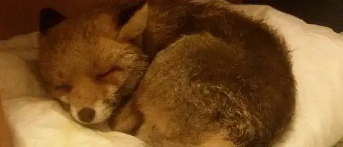 Volpe investita a Briatico, staffetta Calabria-Sicilia per salvarle la vita