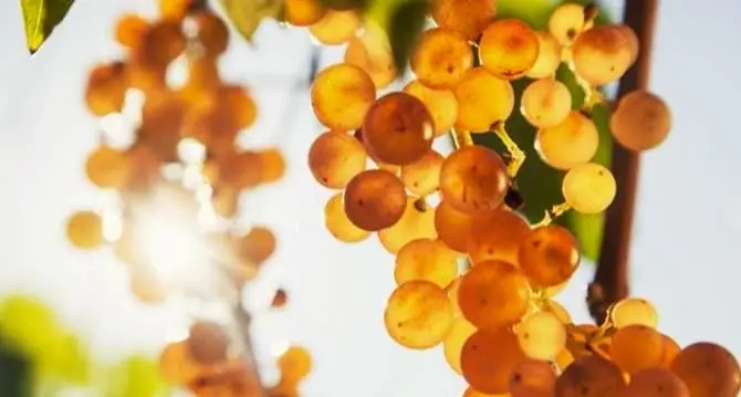 Wine Festival, il Moscato di Saracena si racconta