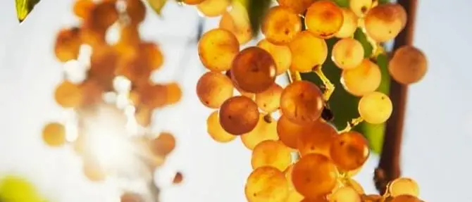 Il Moscato di Saracena, l’eccellenza di Calabria che festeggia i 20 anni da presidio Slow Food\n