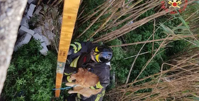 Lo abbandonano sulle sponde del fiume, cane salvato dai vigili del fuoco
