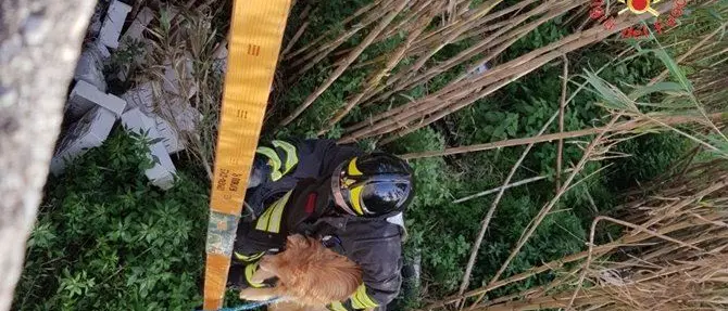 Lo abbandonano sulle sponde del fiume, cane salvato dai vigili del fuoco
