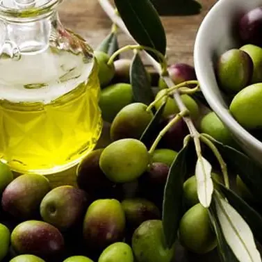 Olio d’oliva d’alta qualità, due extravergini calabresi premiati da Slow food