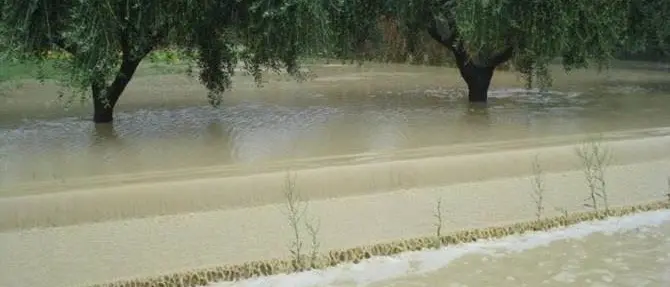 Coldiretti, il maltempo ha spazzato via le colture di cipolla rossa