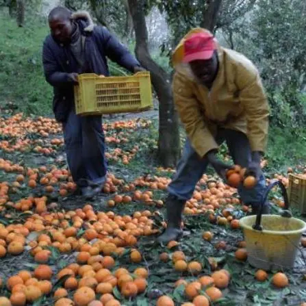 Caporalato: al setaccio la Piana di Gioia Tauro