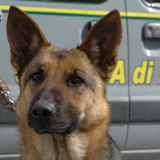 'Ndrangheta, smantellata banda attiva in Veneto e Lombardia: i nomi degli arrestati